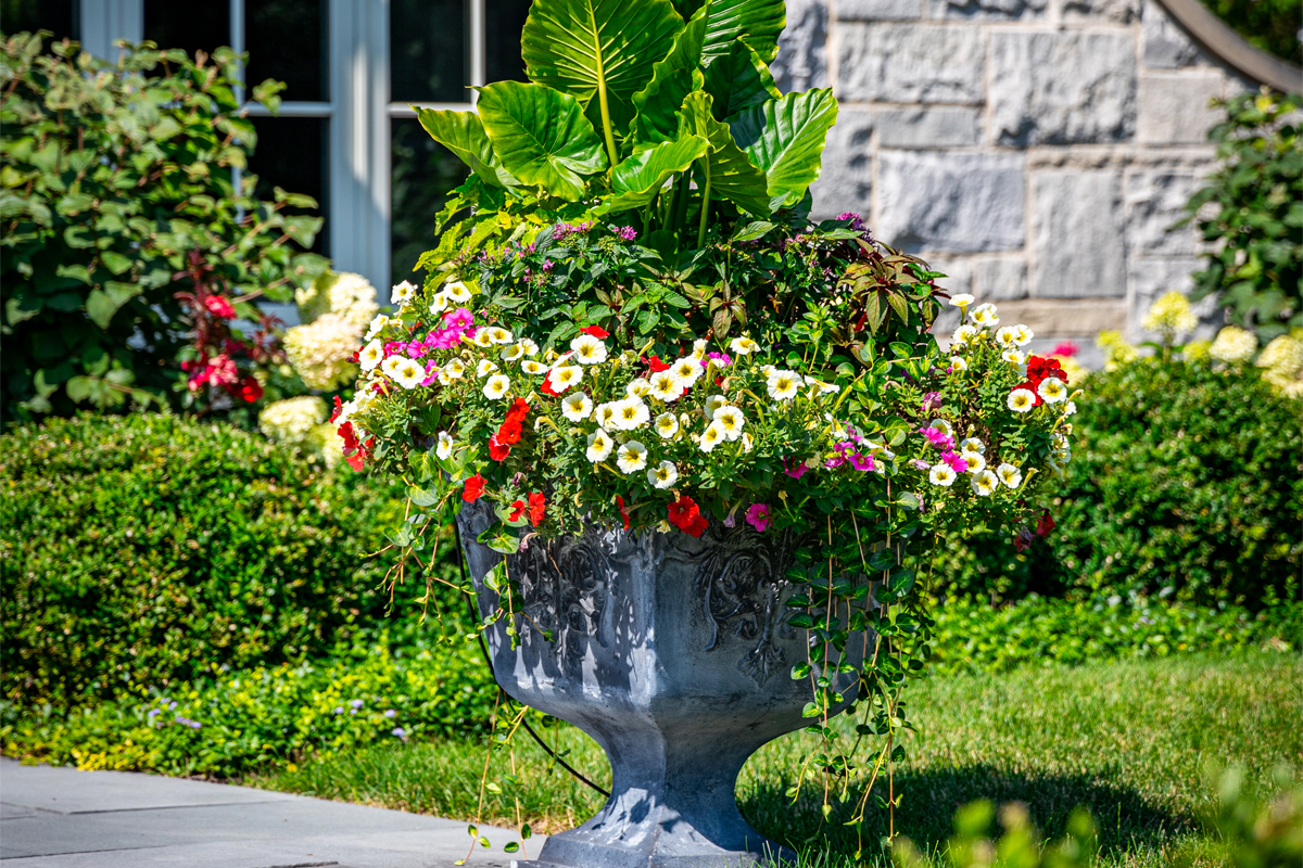 Elegant Container Garden