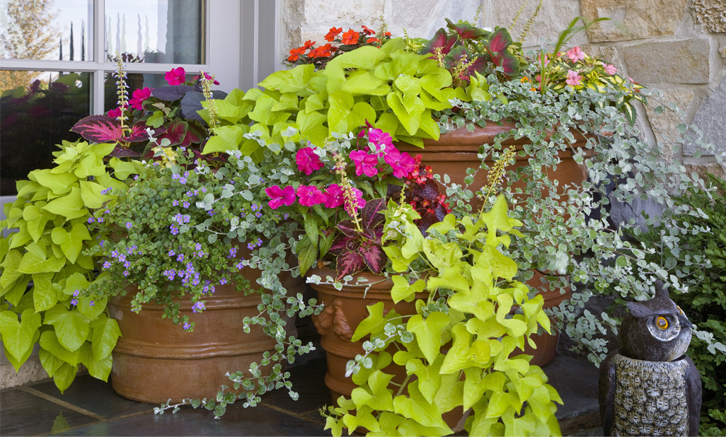 annuals in container