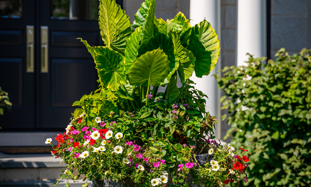 tropical container