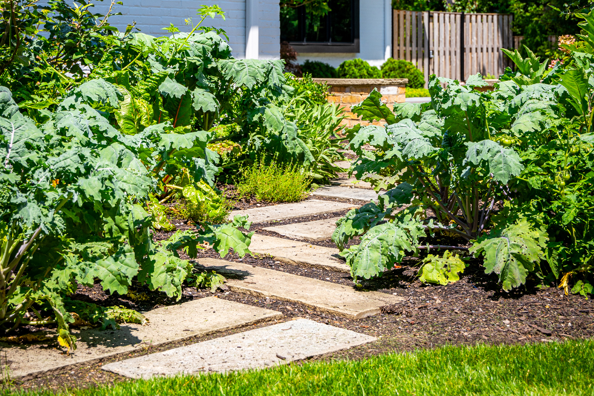 Garden Pathway Through Lush Greens